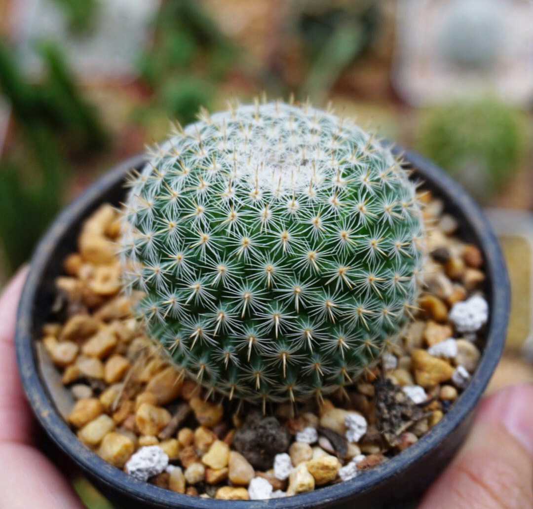 实生仙人球新手好养活多肉植物仙人掌类盆栽室内花卉绿植小盆栽