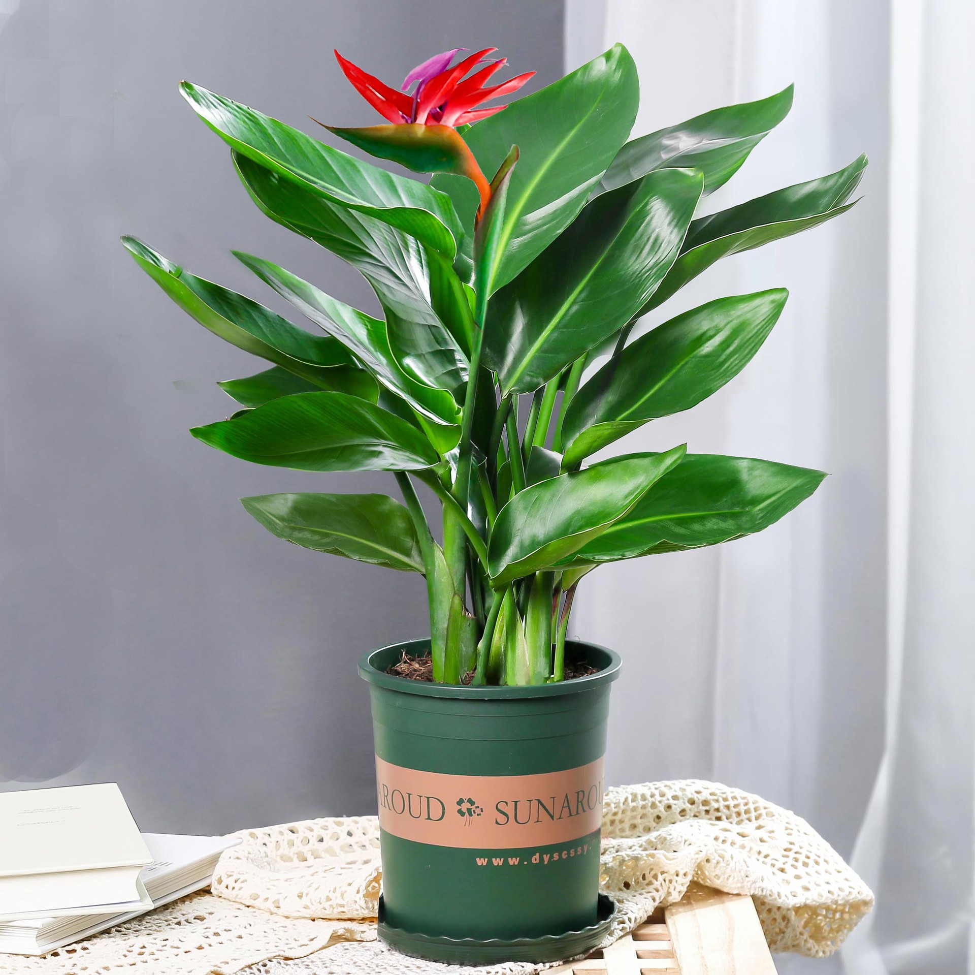 植物室内办公书房茶几招财树盆景编织造型绿植四季常青小盆栽植物办公