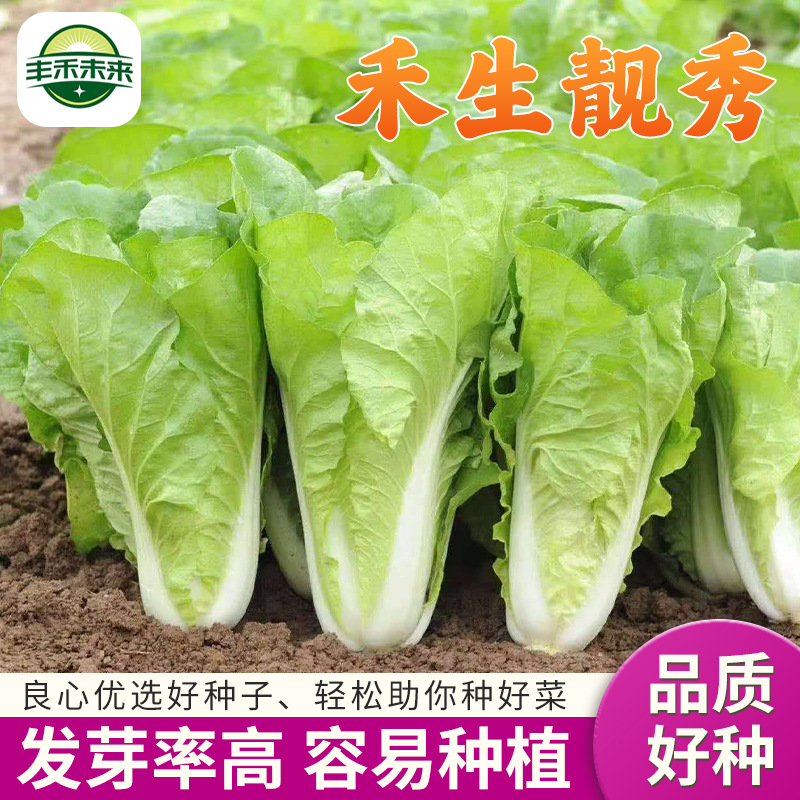 禾生靓秀 质优小白菜种子煮汤炒菜口感好白菜种子种苗高发芽率