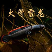 幻彩蓝宝石雷龙鱼小型凶猛观赏鱼热带猛鱼酒红雷龙鱼七星鱼活体