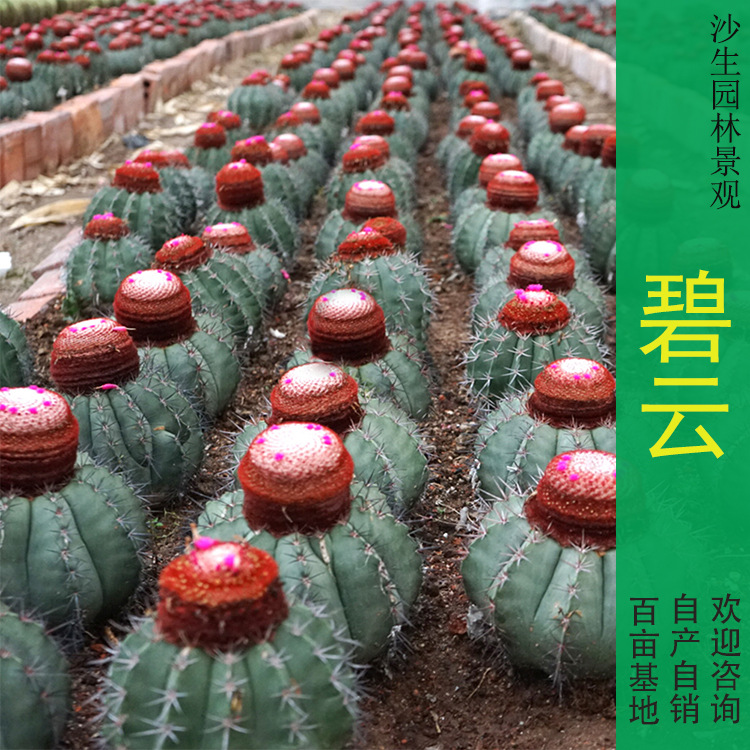 实生层云仙人球碧云藏云卷云长刺球云座球属庭院别墅沙漠景观植物