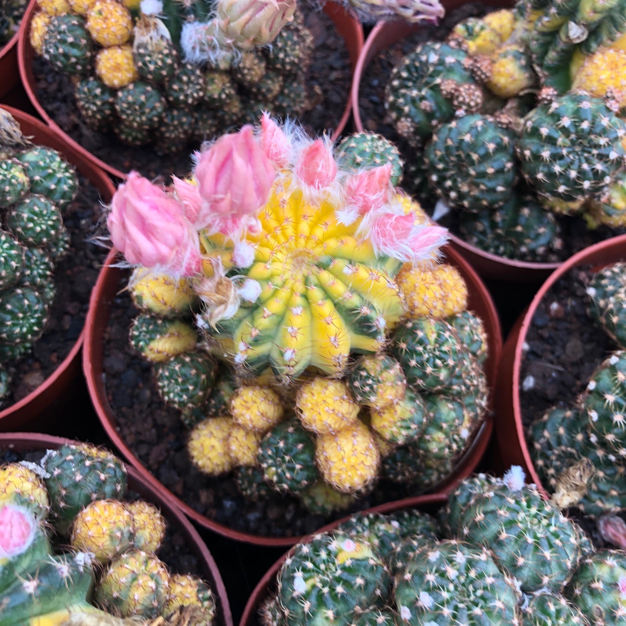 基地直批仙人球黄仙玉锦多肉植物盆栽室内植物盆栽