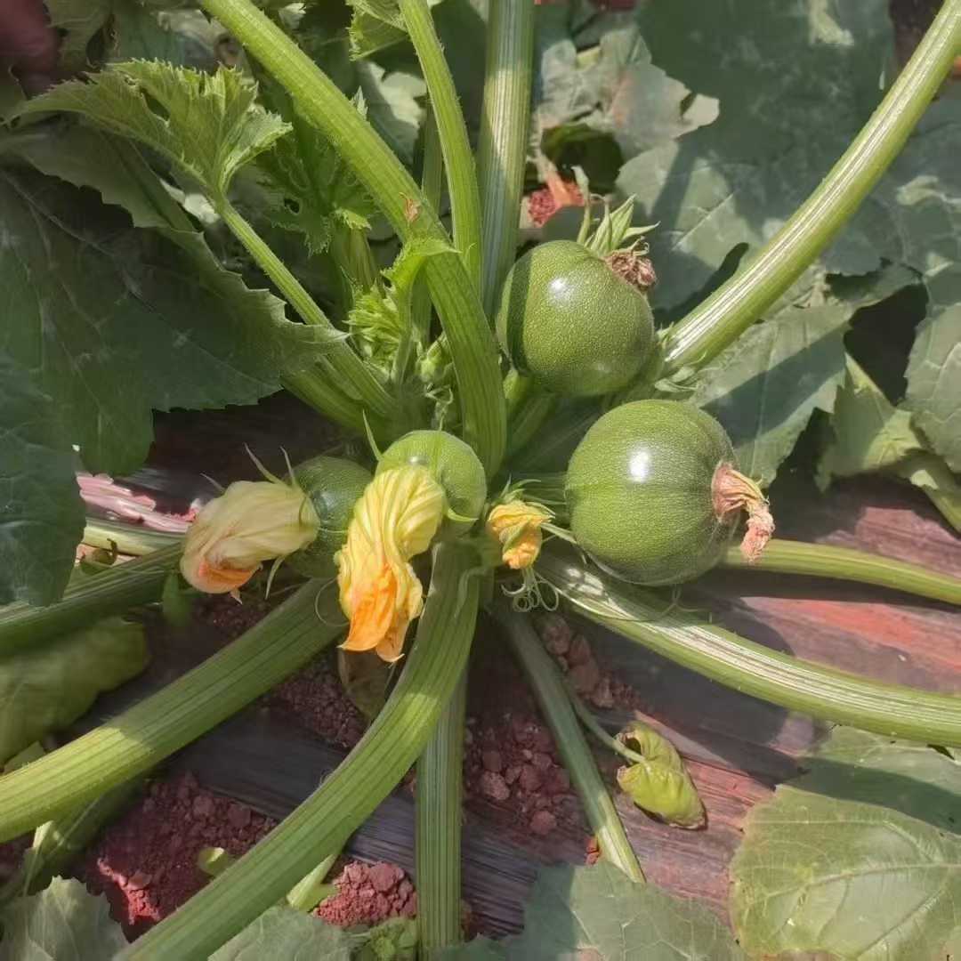 电商进货早熟无蔓翠珠西葫芦种子角小南瓜圆西葫芦籽高产抗热抗病