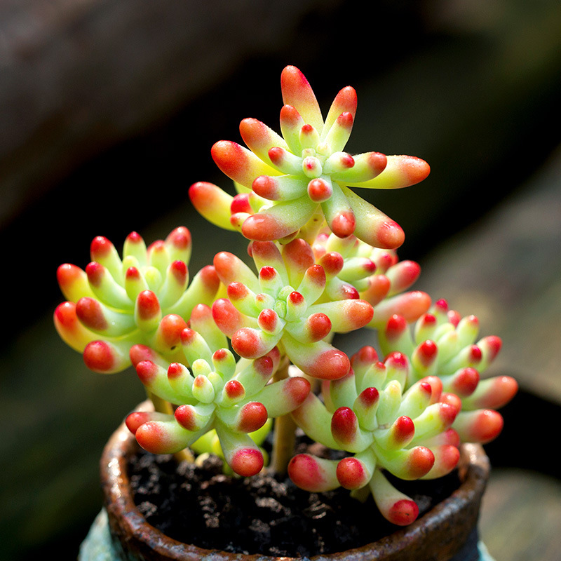 果冻乙女心群生老桩多肉植物萌肉肉盆栽组合绿植云南多肉