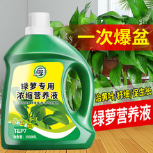 绿萝营养液肥料专用肥植物盆栽绿箩营业液花肥料家用土水培养花用