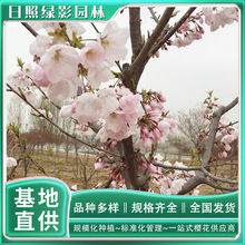 正宗樱花品种5公分美国樱花苗哪里购买 山东日照绿影园林樱花产地