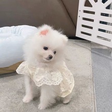 狗狗裙子小狗夏季春秋衣服宠物小型犬泰迪比熊博美茶杯犬猫咪薄款