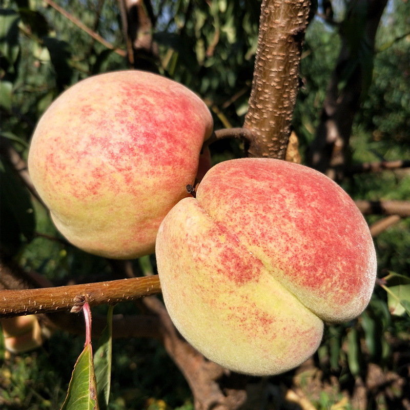 桃树苗嫁接桃树苗水蜜桃黄桃苗盆栽地栽桃苗南北方种植当年可结果