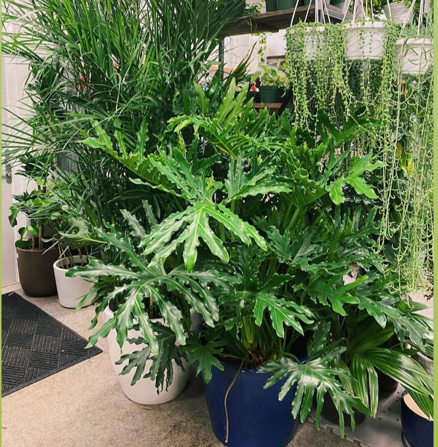 春羽盆栽春雨龙鳞室内办公客厅书房观叶大型绿植花卉净化空气植物