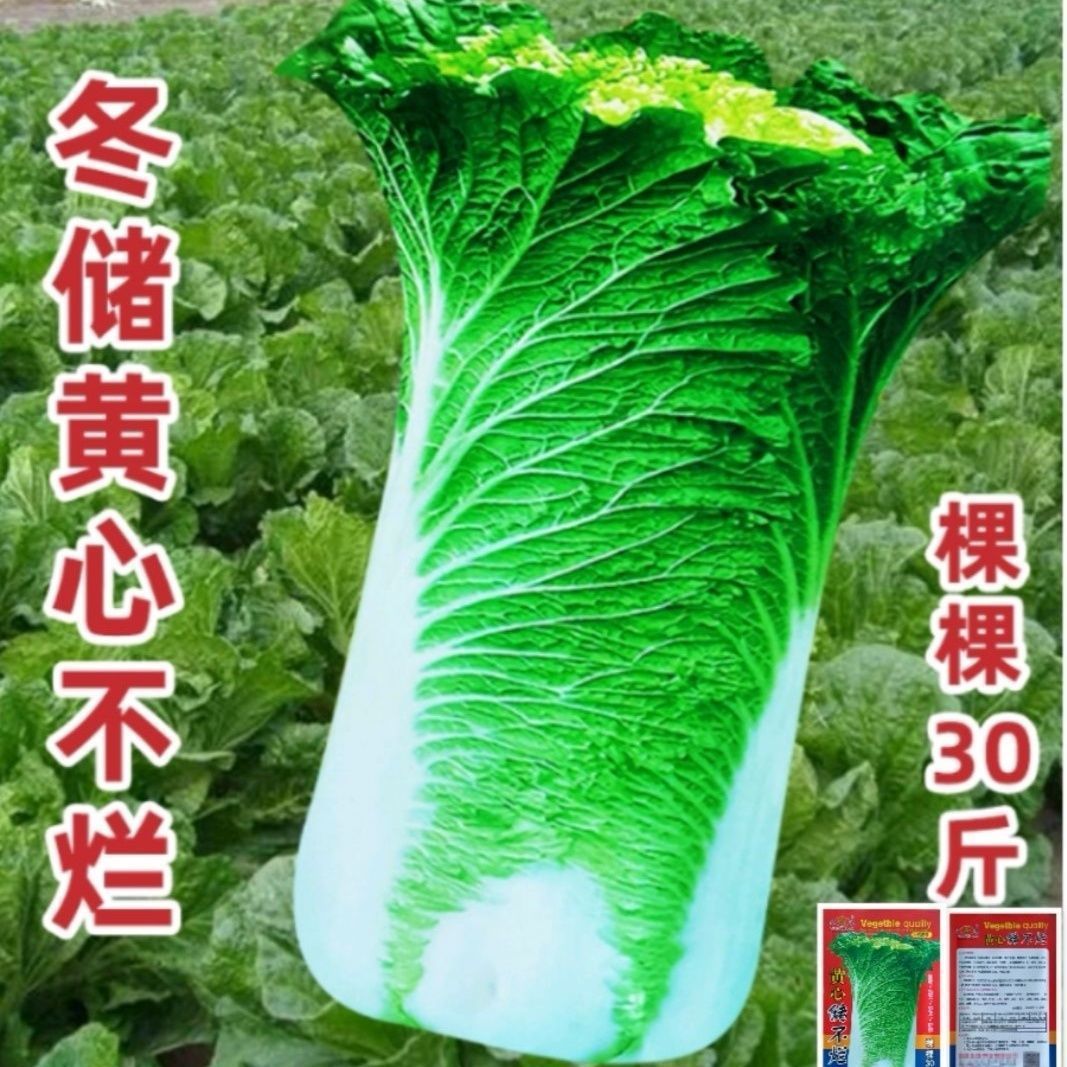 东北大白菜黄心冬储不烂蔬菜农家自种种子黄心秋播白帮直筒型株高