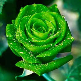 一件代发来图定制5d圆钻满钻水珠绿色玫瑰绿花钻石画diy