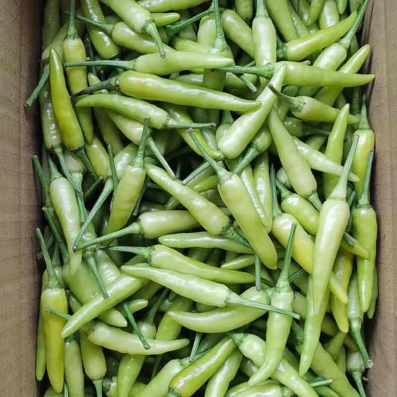 广西新鲜白米椒泡椒野山椒农家自种新鲜采摘小个白辣椒朝天椒包邮