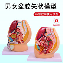 教学仿真女盆腔模型女性泌尿生殖系统标本正中矢状切人体解剖医学