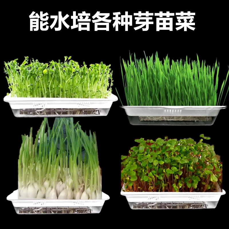 ll透明水培花盆育苗盘种植盆发芽展示盒无土水培植物豆芽芽苗菜种