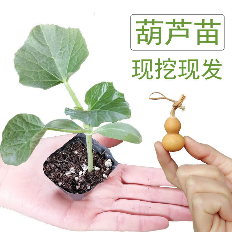 宝葫芦树苗
