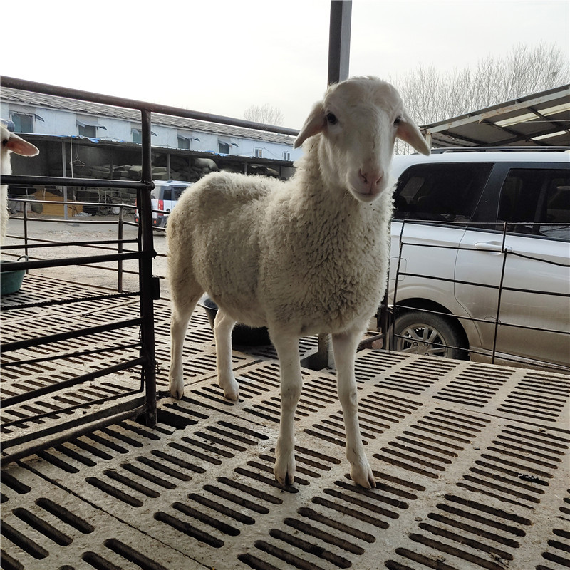 湖羊多少钱一只 哪里的湖羊母羊 育肥羊苗便宜 泽鑫湖羊养殖场