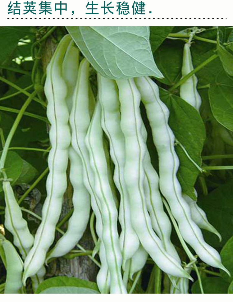 摘不败九粒白豆角种子 农田菜园肉厚嫩脆白色架芸豆白不老蔬菜籽