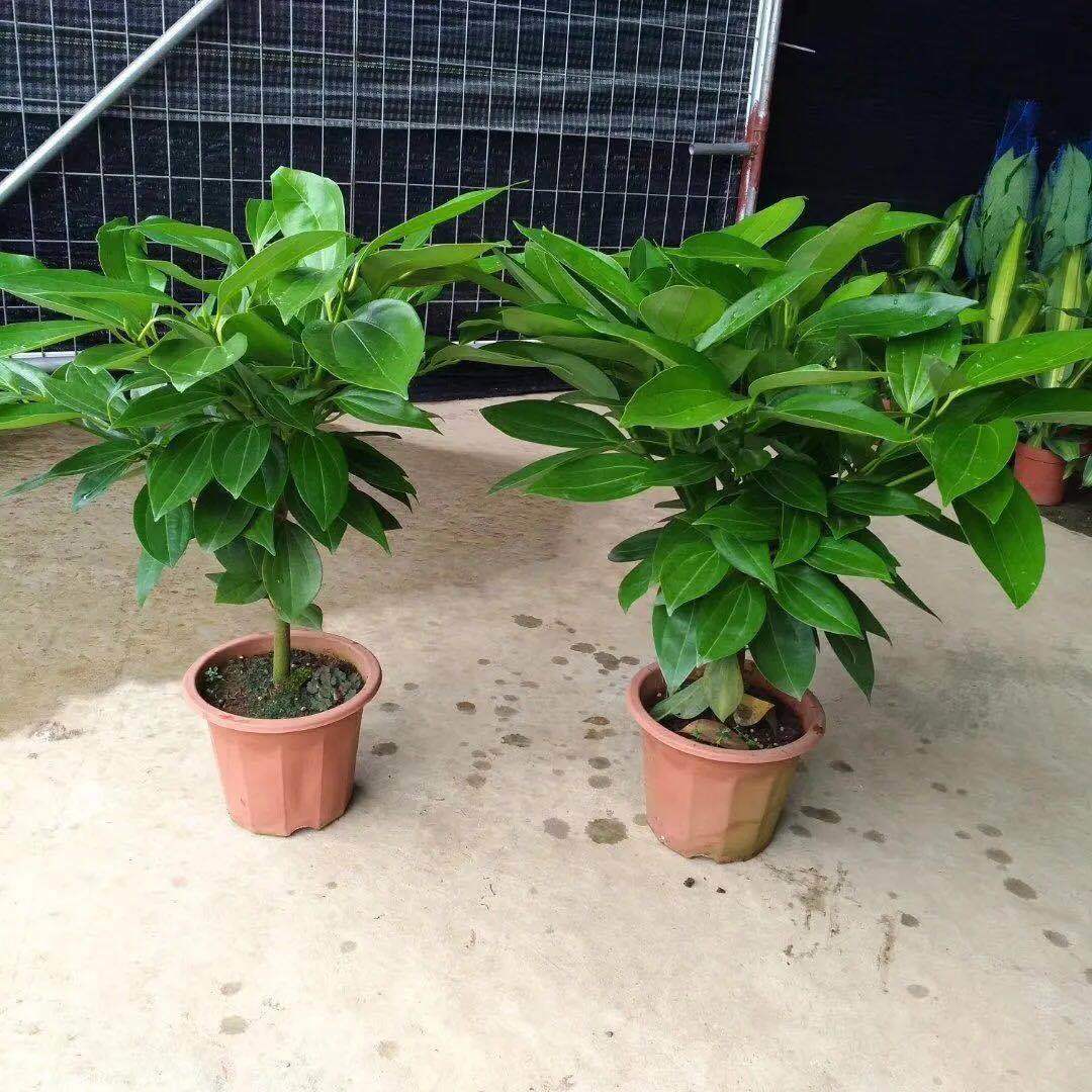 四季长青平安树幸福树室内养殖绿植四季好养殖盆栽花卉绿植好养活