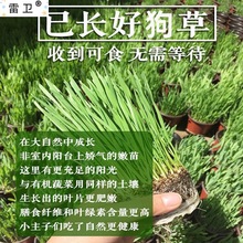 长好狗吃的草狗狗草小狗零食去除毛球狗狗用品水培狗狗能吃草种子