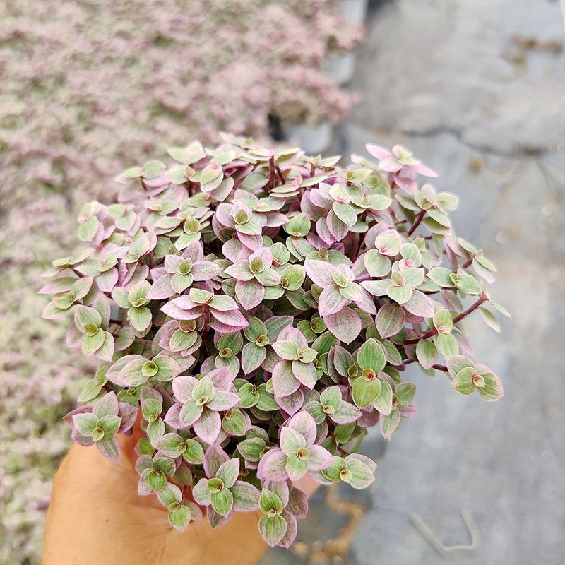 胭脂云多肉植物批发爆盆群生室内阳台窗台绿植花卉盆栽含盆带土发