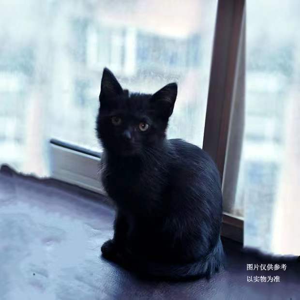 中华田园猫黑猫幼猫小黑猫幼崽玄猫活体纯黑猫咪活的黑色猫咪宠物