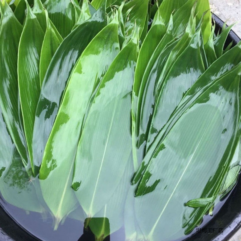 粽子叶大叶包粽子粽叶真空包装特大号棕叶子新鲜粽叶野生家用直销