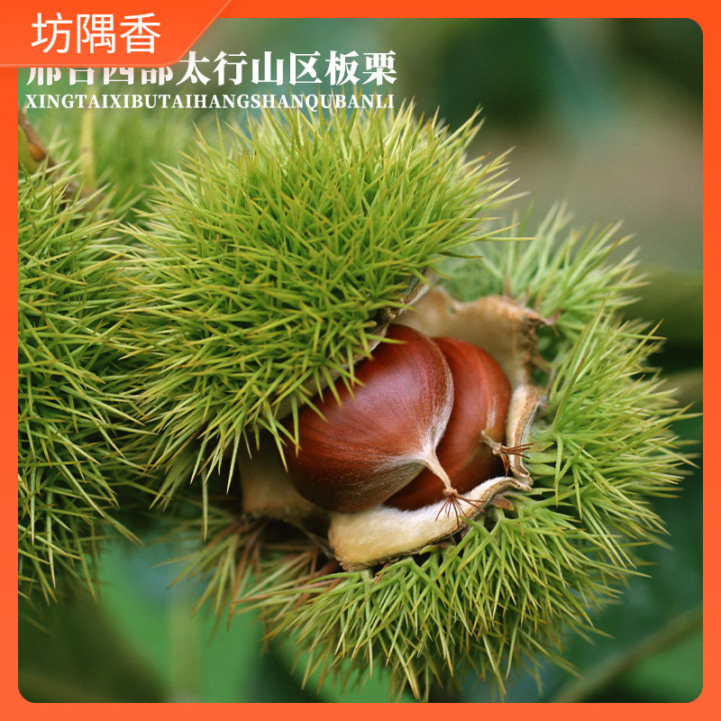 邢台特产板栗仁浆水即食甘栗仁熟栗子送礼坚果零食礼盒河北特产