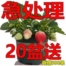 (20天结果)奶油草莓秧苗盆栽四季阳台种植南方北方种植当年结果