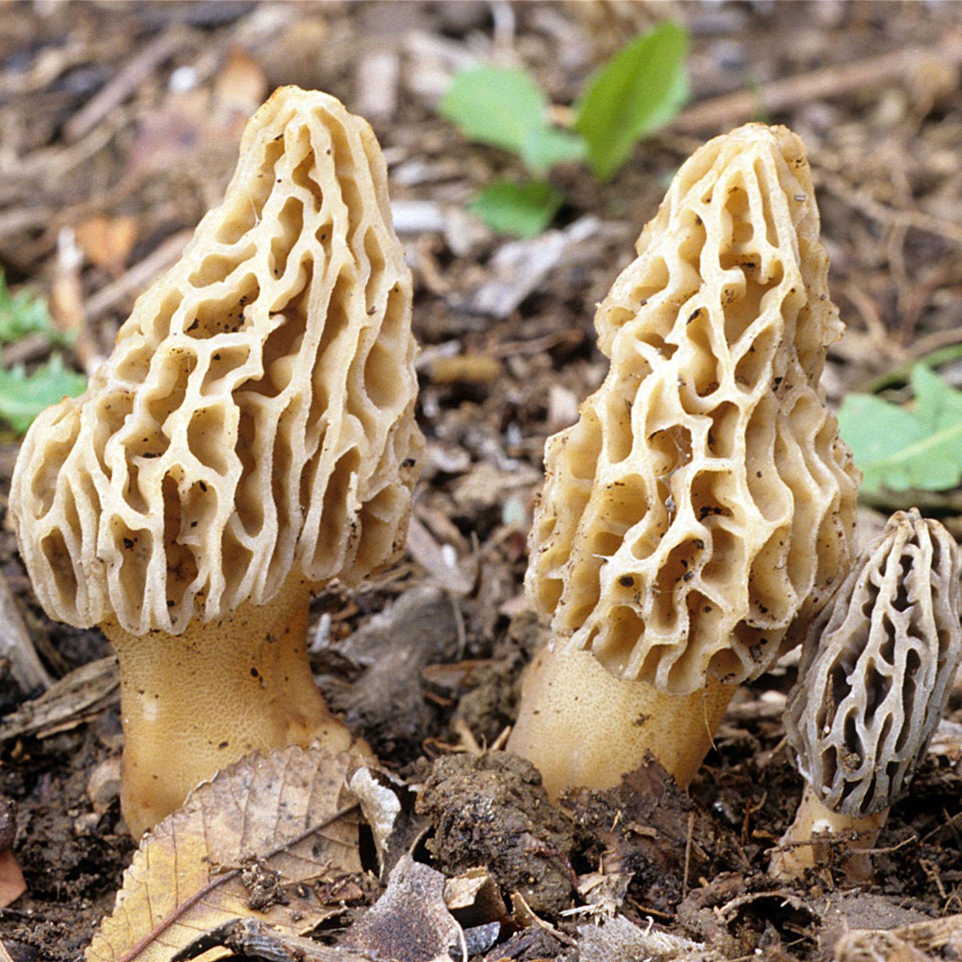 云南特产新鲜羊肚菌一件代发野生种植菌厂地直供顺丰直邮