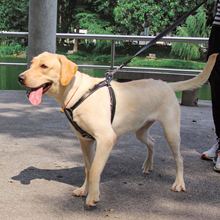 狗用品大型犬牵引绳胸背带调节背心式专用加粗防脱宠物牛皮遛狗绳