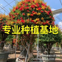 广西五雀多色三角梅 江西红花三角梅盆景 广东紫花三角梅球供应