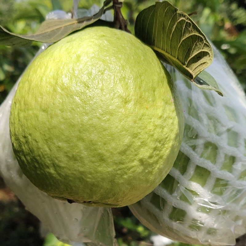 广东茂名番石榴珍珠芭乐白心新鲜热带水果清脆香甜果园现摘现发