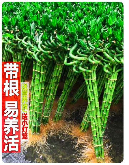 带根转运竹水培富贵竹植物开运竹水养客厅弯竹子盆栽招财室内植物