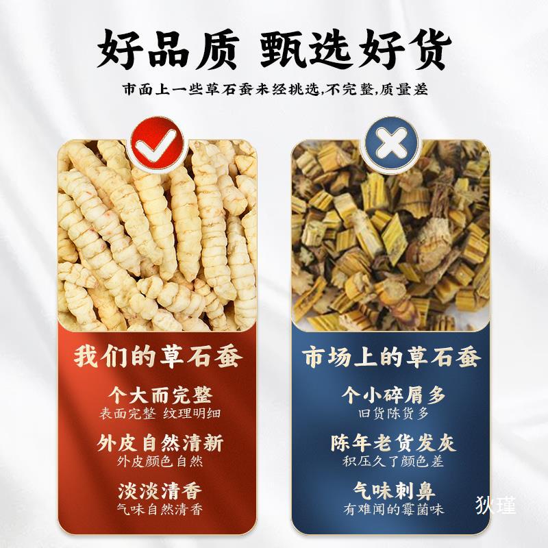 云南虫草参正品 草石蚕500g中药材地蚕土冬虫草 白虫草泽兰根地参