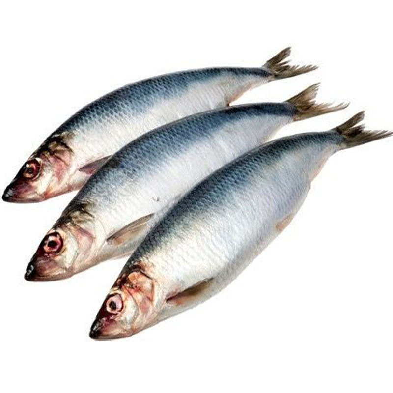 5斤顺丰包邮青鱼新鲜海鲜野生深海冷水鱼海捕青鱼排鱼冷冻青占鱼