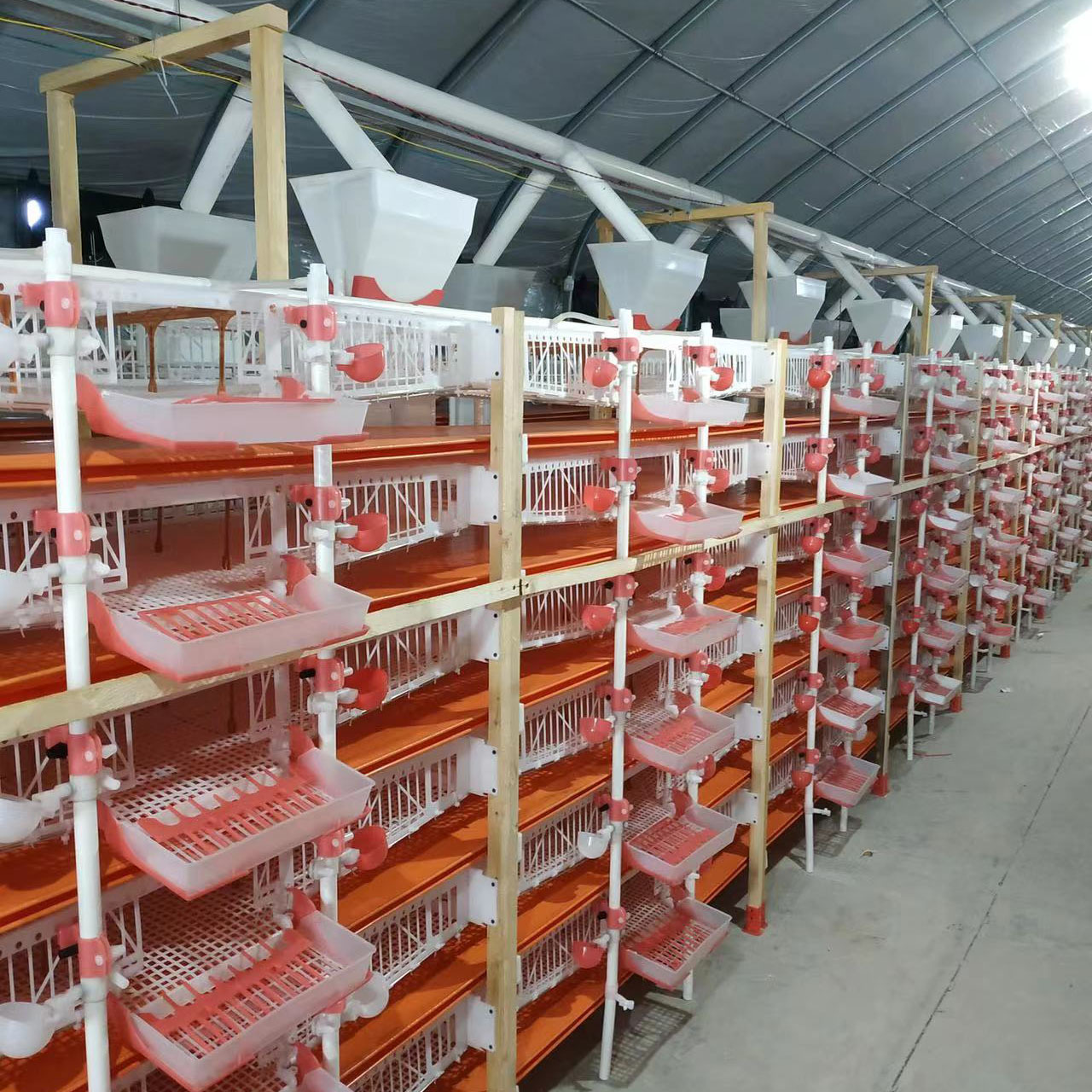 塑料鹌鹑笼 鹌鹑蛋破损率低 提高效益全自动化养殖