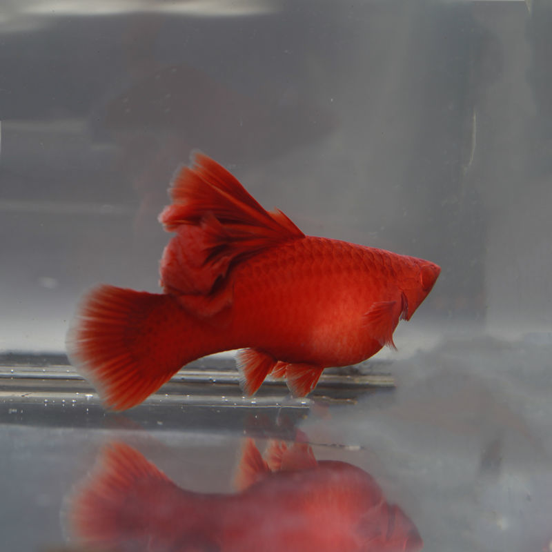 高鳍红箭鱼高鳍红剑鱼高鳍菊花帆红剑鱼活体鱼苗孔雀鱼小型观赏鱼