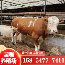 西门塔尔牛牛犊 鲁西黄牛 肉牛 哪里批发小牛犊便宜