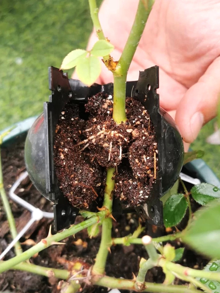 高压盒植物嫁接盒植物高压繁殖盒控根器月季枝条花卉苗木植物生根