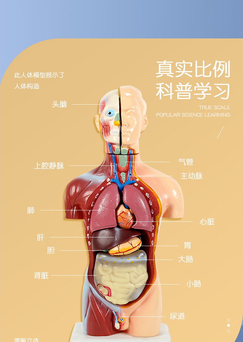人体解剖模型器官 可拆卸医学教学人体骨骼器官模型 儿童益智玩具