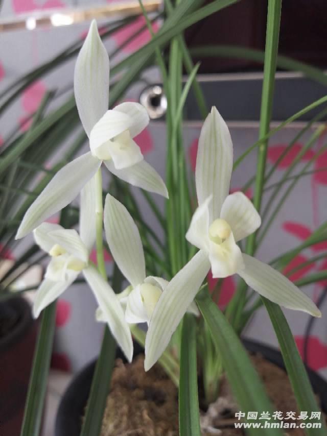 包邮云南名品兰花苗盆栽莲瓣兰【小雪素】阳台庭院绿植花卉盆景