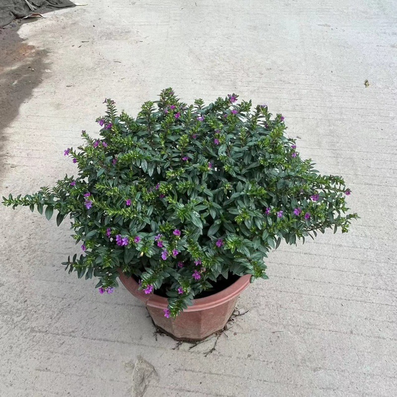 满天星盆栽工程绿化好养植物 紫色带花苞孔雀兰 萼距花苗庭院阳台