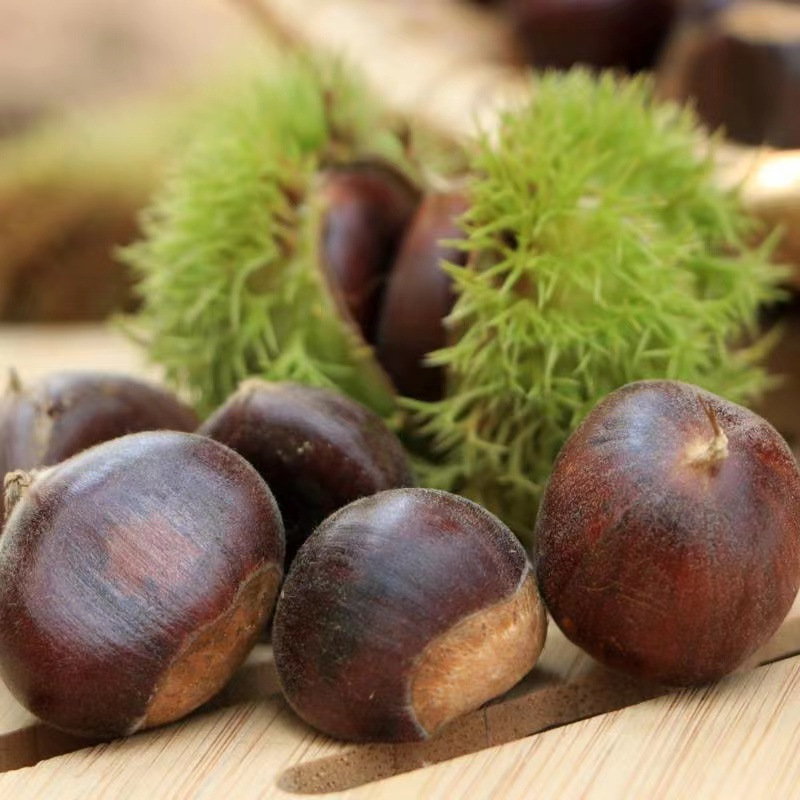 生板栗5斤/3斤/1斤   毛栗子农家特产栗子锥栗仁【1】