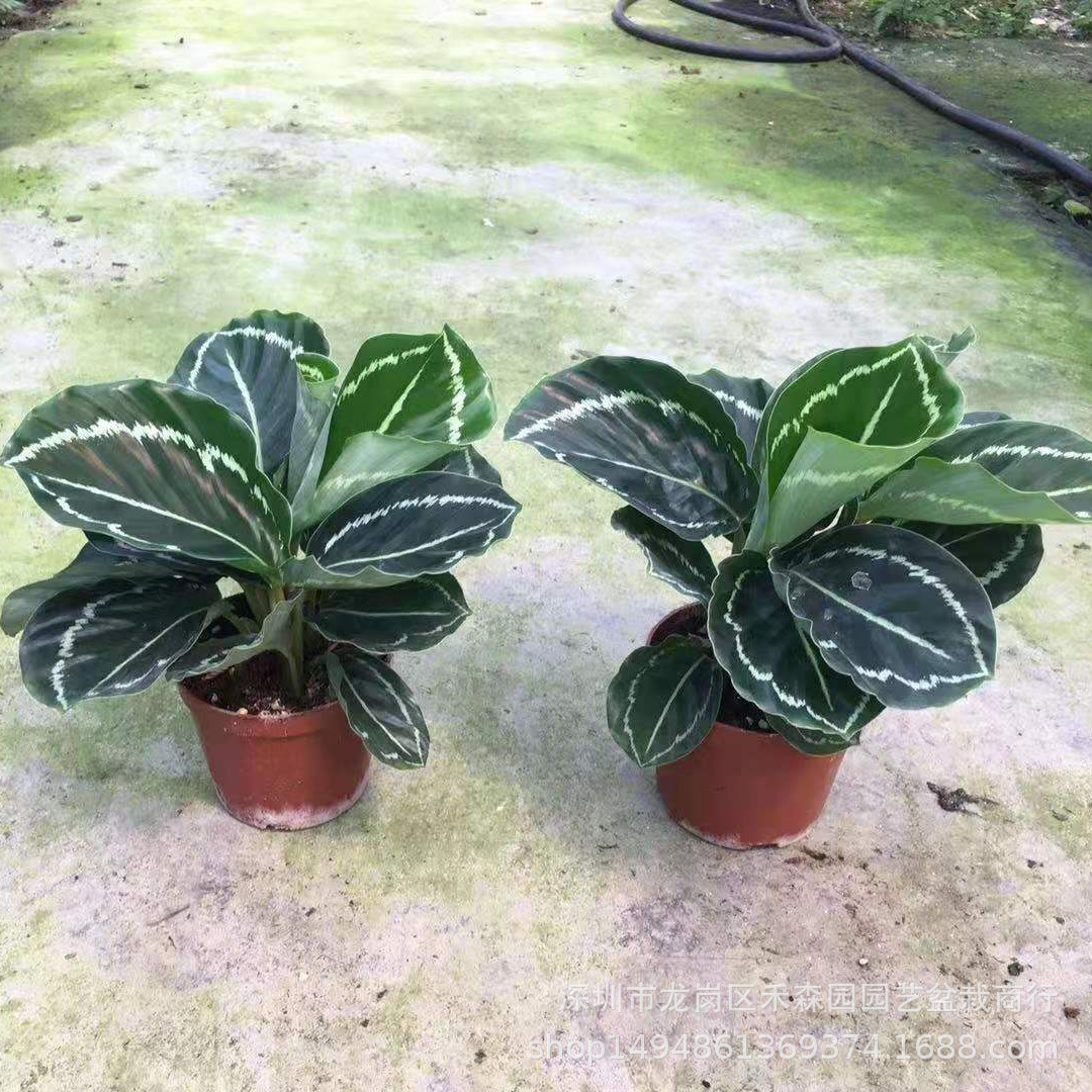 绿美丽竹芋水培植物室内盆栽油画叶蝉红美丽青纹翠叶喜阴观叶绿植