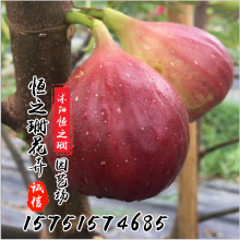 基地直发无花果树苗南方北方种植波姬红无花果苗规格齐全当年挂果