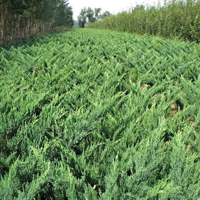 爬地柏 30厘米50厘米沙地柏盆景素材 绿化工程铺地柏 规格齐全