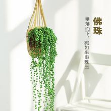 吊兰植物多肉情人泪垂吊珍珠懒人好养室内阳台耐旱悬挂式绿植批发