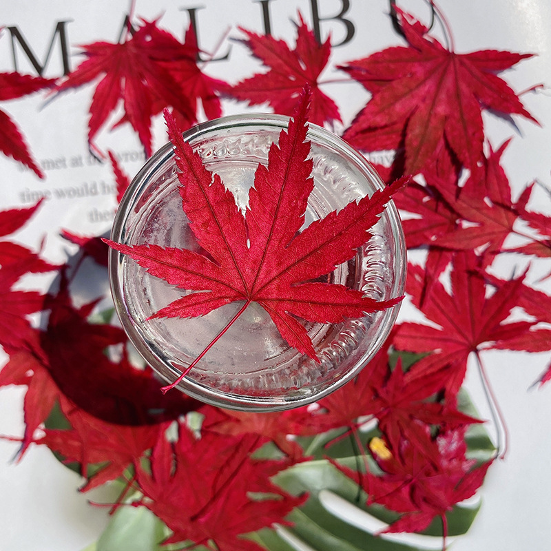 红枫叶染色植物标本干花压花相框书签蜡烛押花手工品素材