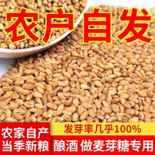 小麦粒麦子粒小麦带皮小麦米食用籽麦芽糖带皮2023新小麦猫草