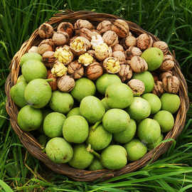 新鲜核桃去青皮现货新鲜核桃薄皮纸皮生核桃湿核桃孕妇新货批发价